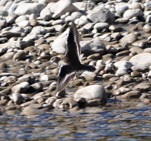 common sandpiper flying